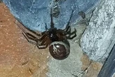 Seven horrific creepy crawlies that make false widows look like perfect housemates