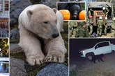 Bears threaten the world as ‘war rages in Japan’ and beasts steal chainsaws in US