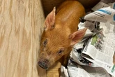 Piglet awarded in sports' maddest prize –it did one thing before 'sausages'