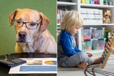 Your dog is as good at maths as a two-year-old child, say top boffins