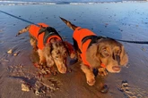 Warning to owners of these popular dog breeds as vet shares common health issues