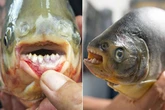 Testicle-eating fish with 'human-like teeth' found in European waters for first time