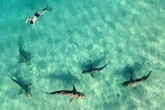 Sharks from species once thought harmless kill and eat snorkeler in feeding frenzy