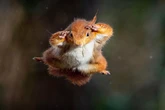 Breathtaking photos show endangered red squirrels leaping through air like superheroes