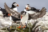 UK's huge puffin population counted as thousands descend on remote island