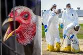 Bird flu could become deadlier if it mixes with seasonal flu viruses, experts warn