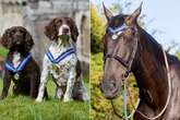 Yogi the horse which led Queen's funeral honoured with dogs that took down gangsters