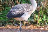 Baby flamingo escapes from UK zoo but concerned staff think they know why