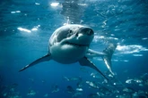 Marine expert urges folk to Hug-A-Shark as deadly predators are vital for our seas