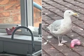 Cheeky seagull caught in the act as pest snatches an ornament from windowsill