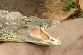 Boy, 12, savaged to death by giant crocodile while washing hands in river