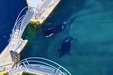 Orca family left 'swimming aimless' at abandoned theme park four months after it shut down