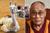 'World's oldest llama' beats rival Dalai Llama and still goes to work every day