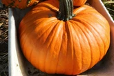 We're getting gigantic pumpkins this Halloween thanks to perfect weather