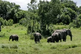 BREAKING Brit tourist and pal killed by elephant in national park horror attack