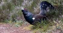 Man spends week hunting for 'UK's rarest animal' – then one chases him down roadAnimals