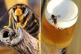 Boozy Asian hornets revealed as heavyweights able to swig pints without getting drunk