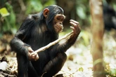 Chimps are 'much smarter than we thought' and can make decisions just like humans