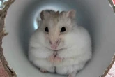Roly-poly hamster balloons to size of a jacket potato after scoffing wrong dinners