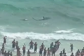 Shark fights stingray just inches from beachgoers in horrifying footage