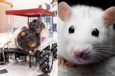 'I taught rats to drive cars - here's why they loved it'