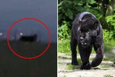 Big cat mystery as beast feared to be on loose after long-tailed animal spotted at dusk