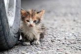 Cats and small creatures are being killed during heatwave because of one avoidable reason