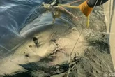 World's biggest ever great white male shark turns up in new location after 'ping'