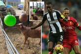 'Psychic' calf Mystic Moo predicts Carabao Cup winner as Liverpool takes on Newcastle