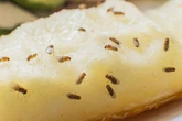 Fruit fly infestations are plaguing UK homes this autumn – but there’s an easy way to catch them