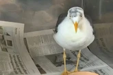 Seagull daubed with swastika by evil inmate at notorious Yorkshire Ripper prison