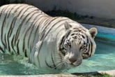 Massive tiger that escaped enclosure and attacked local animals on a four day rampage is shot dead