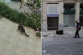 Cat 'senses' huge earthquake in dramatic CCTV footage as tsunami warning issued
