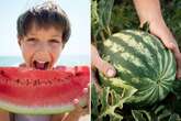 Brits going mad for melons as 'mini tennis ball-sized' fruit flies off shelves