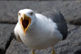 Seagull attacks soar for fifth year in row with 35million 'victims' of flying scumbags