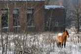 Putin's war threatens Chernobyl’s wildlife 'oasis' as animals wiped out by mines