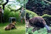 The son of a famous explorer has accused his neighbours of 'kidnapping' — his beavers