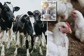 Deadly bird flu '1000x more concentrated' in cows milk - and it can pass to humans