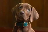 Live action Scooby-Doo leaves fans fuming as they notice something very wrong