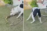 Pitbull saves family from king cobra by killing it after it slithered into home