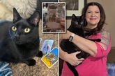 Magic cat predicts future by pawing at Tarot cards – and they keep coming true
