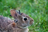 Mutant 'Frankenstein' rabbits with tentacles sticking out their heads spotted by locals