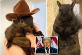 How a dead squirrel became unlikely Donald Trump mascot and US election martyr