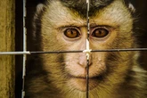 Trio of monkeys fight in horror bust-up as one forced to have two toes amputated