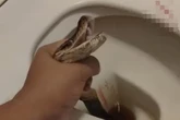 Python leaps out of loo and nearly takes blokes balls off in horrifying ordeal
