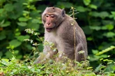 'Aggressive monkey' riddled with COVID and herpes on the loose as truck overturns