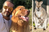 Russell Brand's horror as pet dog kills wild wallaby – but he saves baby
