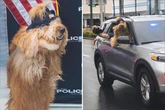 Massive golden-doodle dog is recruited by police after 'earning millions'