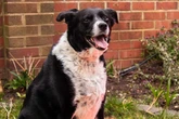 Keep your dog safe in upcoming 39C scorcher with these top heatwave tips from our expert