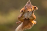 Red squirrels are enjoying a comeback as forest predator gobbles up dozy grey cousins